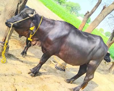 1 katta 1 wacha for sale