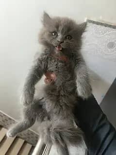 kitten pair light grey female and dark grey male