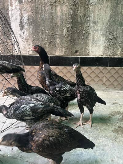 Aseel chicks