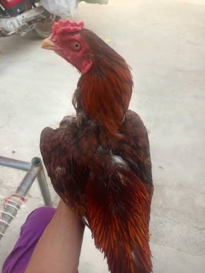 aseel bird shandar waraiti