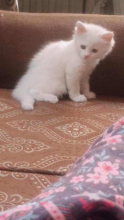 White Triple coated Persian cat