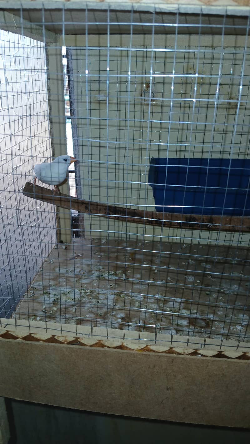 finch 2