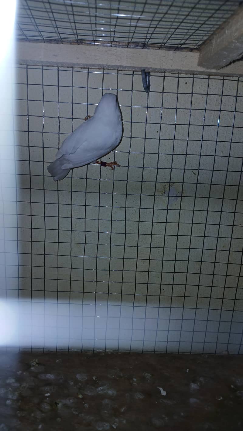 finch 5