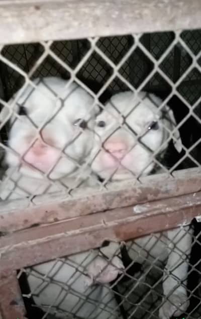 Pink nose pure gultria puppy