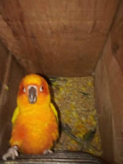 Sun conure chicks