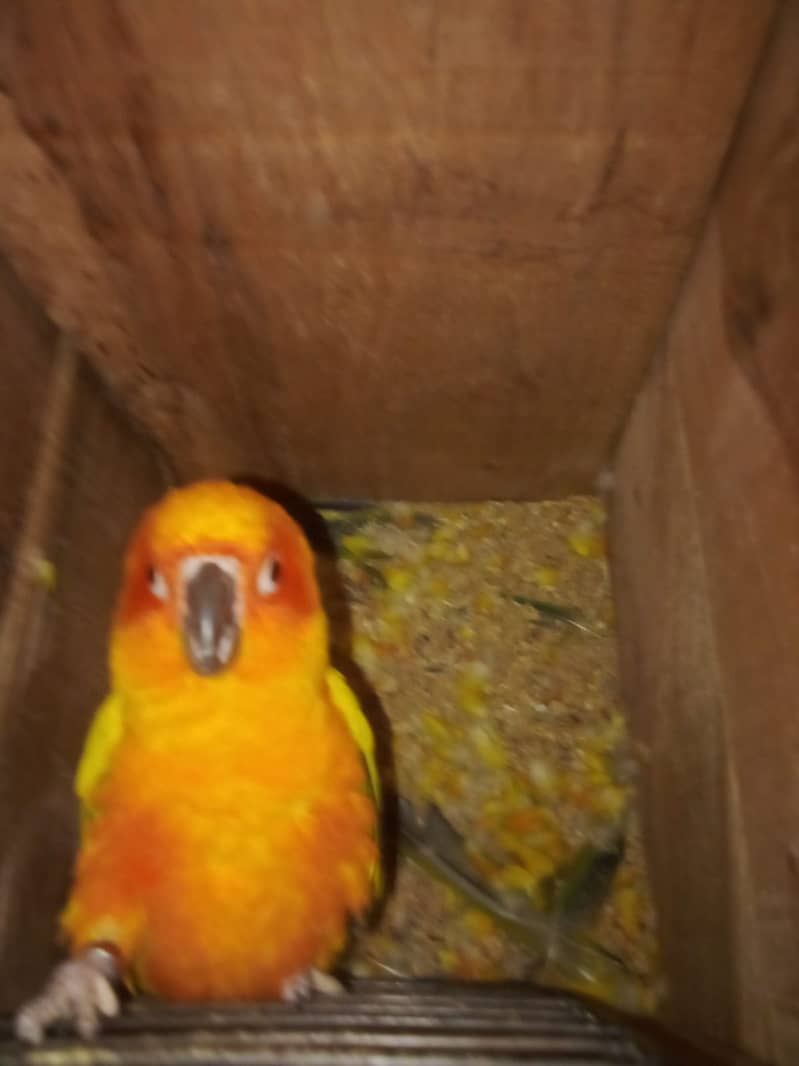 Sun conure chicks 0