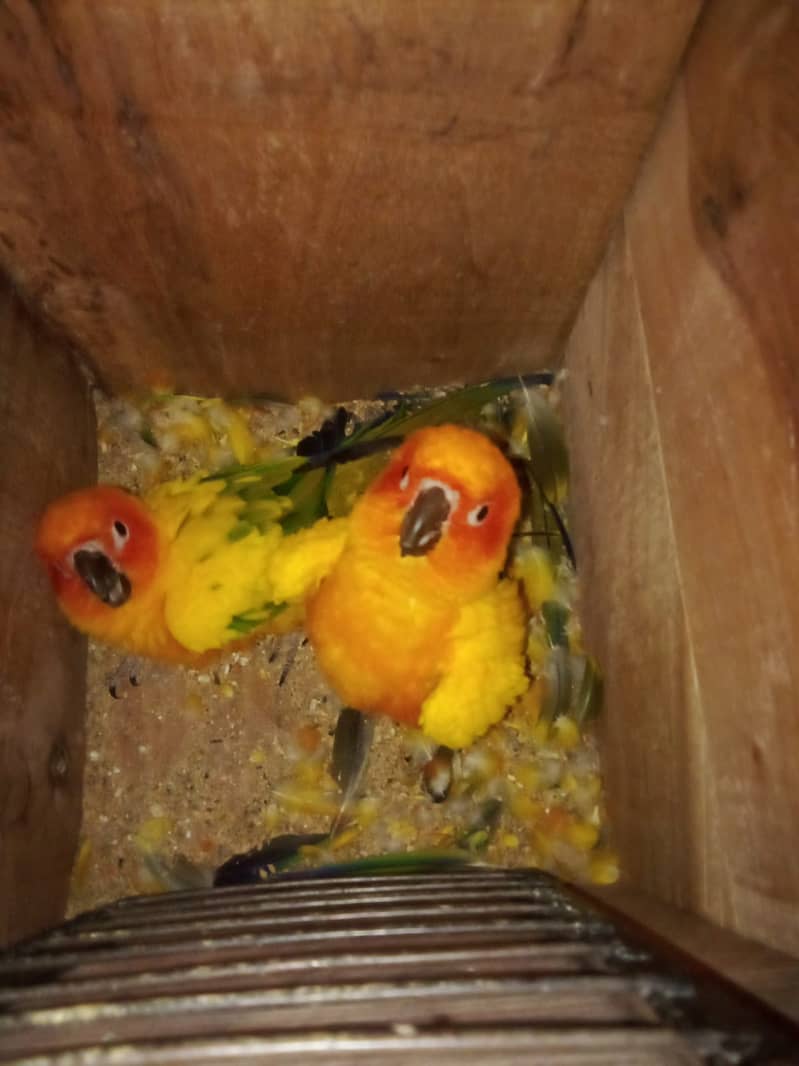 Sun conure chicks 1