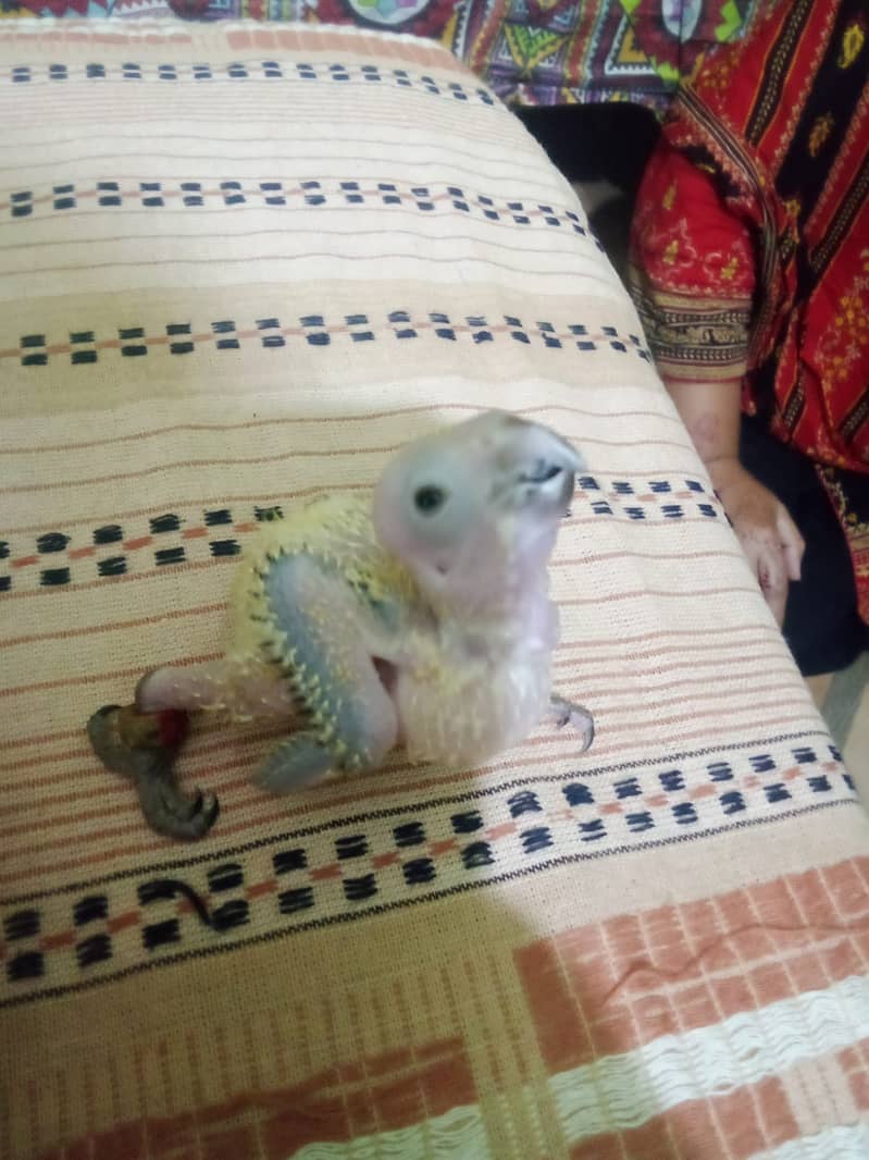 Sun conure chicks 3