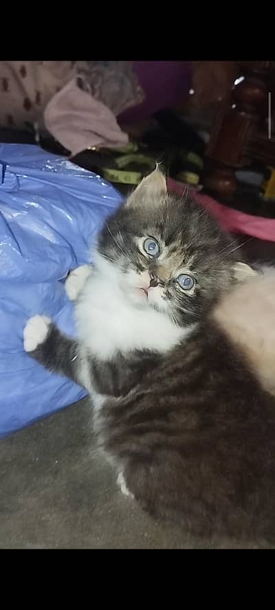 Persian kitten
