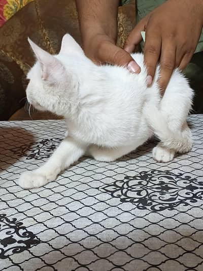persion cat 