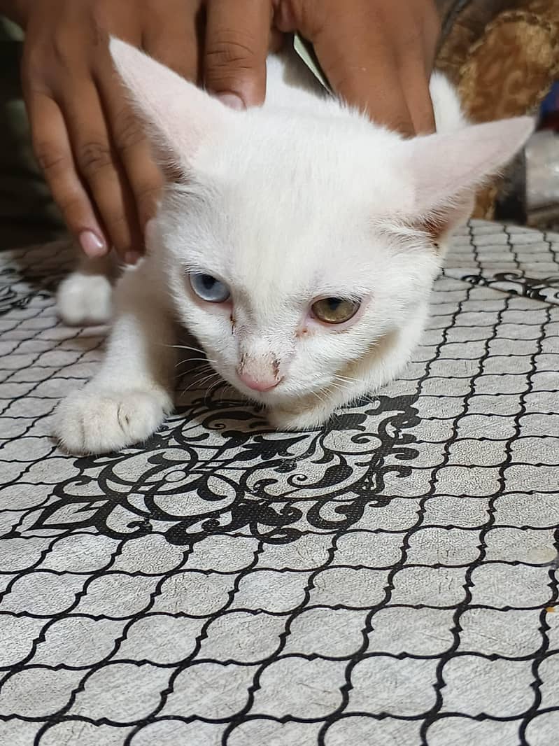 persion cat  1