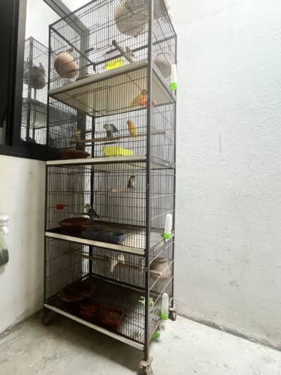 Love birds +finches +cage 4 poshon sab kuch a to z 25k ma