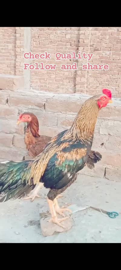 Aseel jawa|lasani murgi|Bengum wuth2 Bengum chicks|lakhi murgi