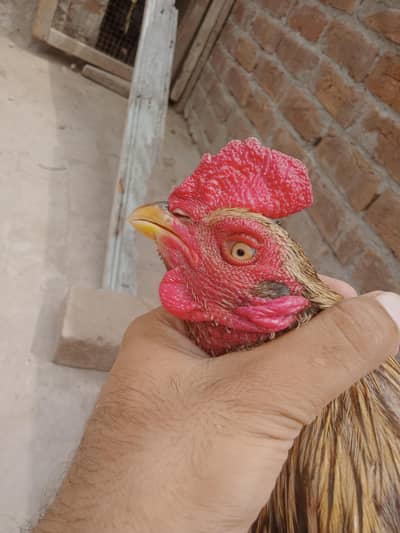 Aseel jawa|lasani murgi|Bengum wuth2 Bengum chicks|lakhi murgi