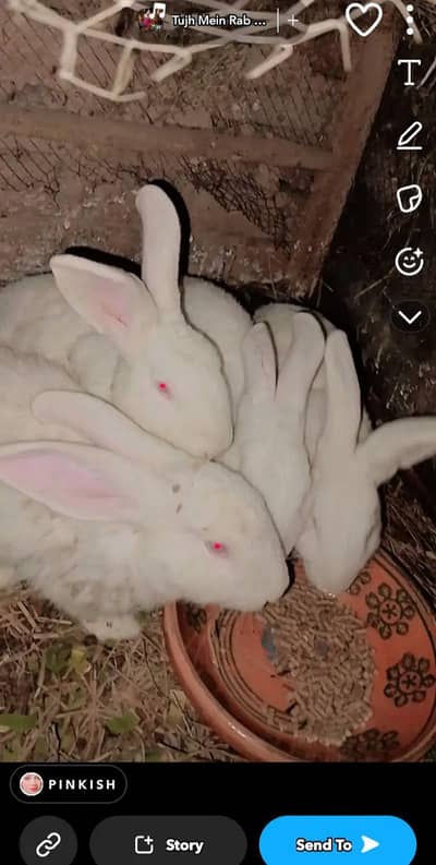 jami rabbits comoany