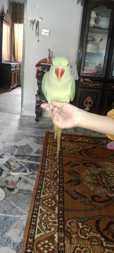 talking parrot all ok 03003502059