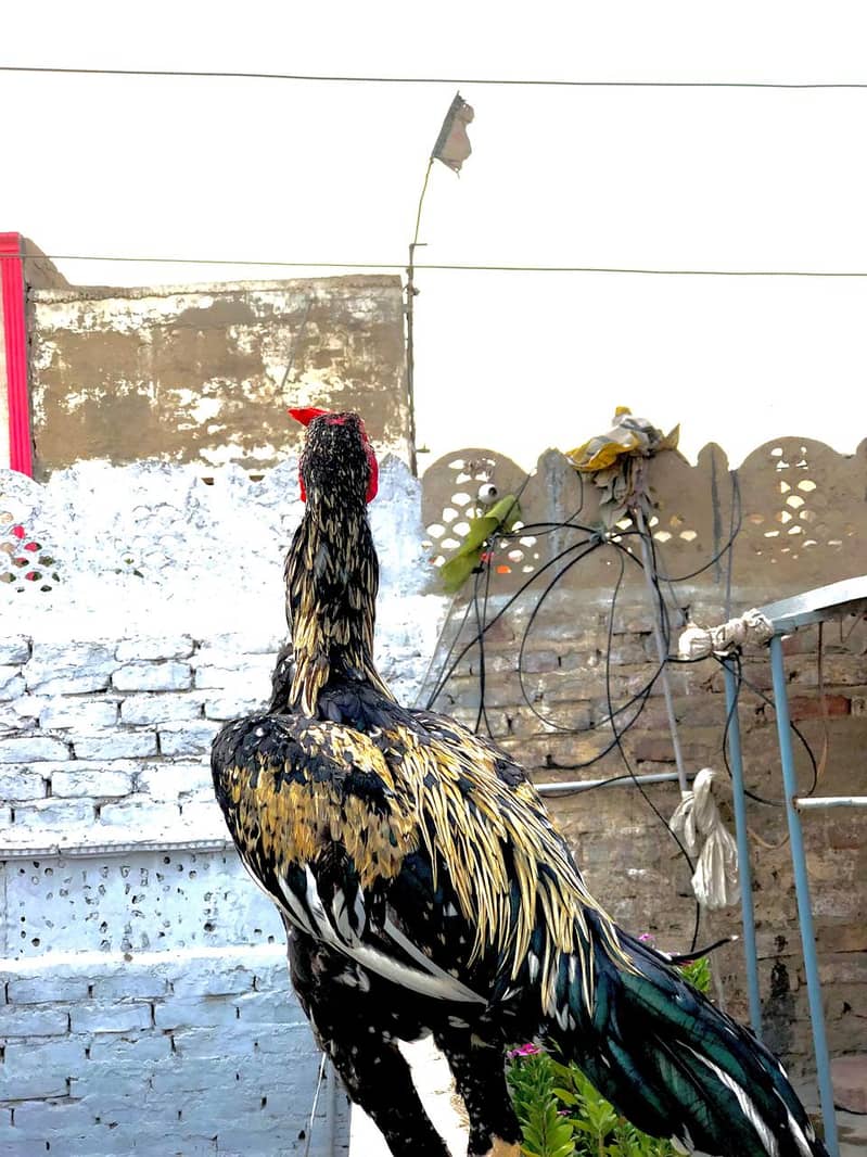 Aseel Java murga 0