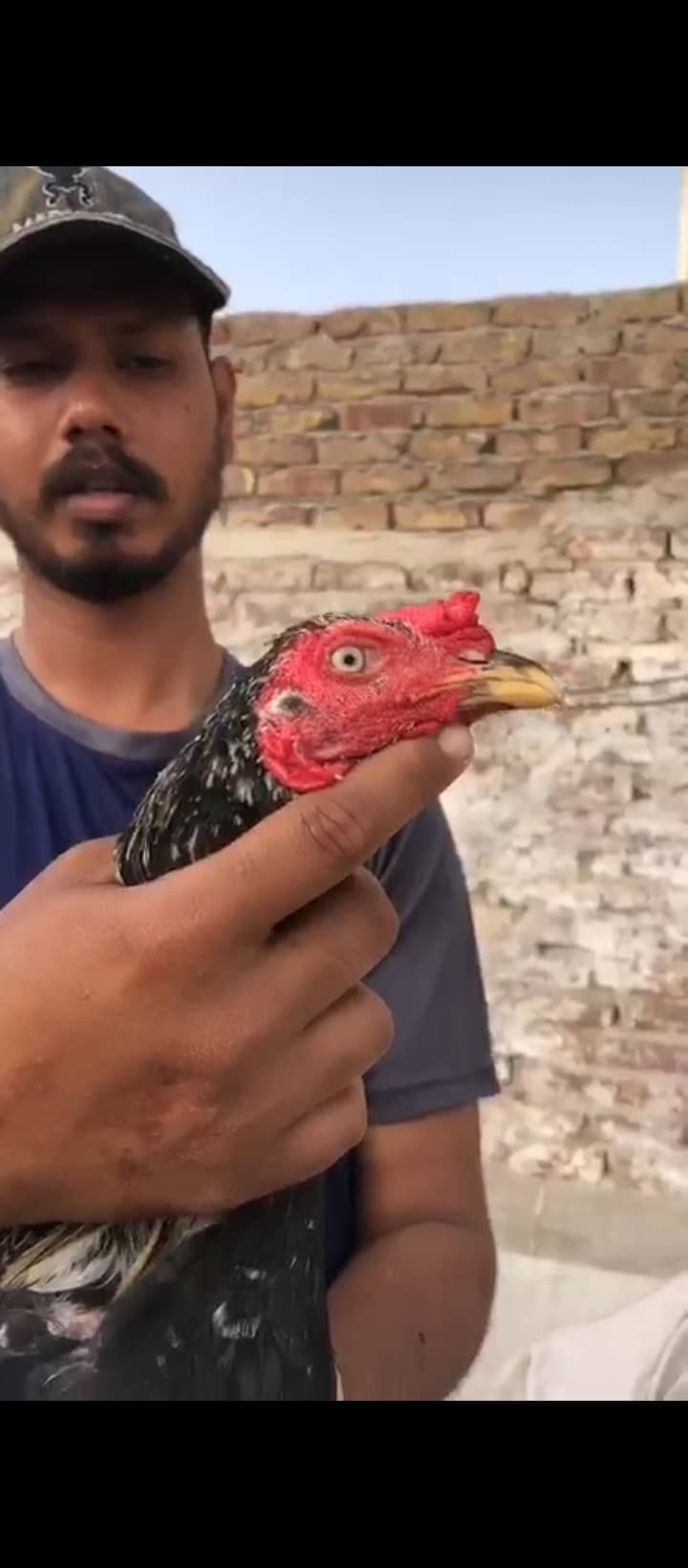 Aseel Java murga 1