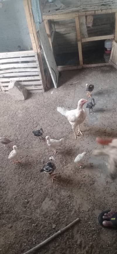 Aseel chicks