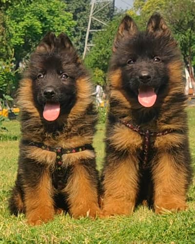 German Shepherd pair | long coat puupies | GSD dog |  German Shepherd