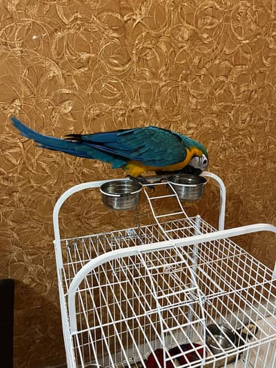 blue gold macaw