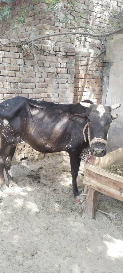 Desi sahiwal croos cow