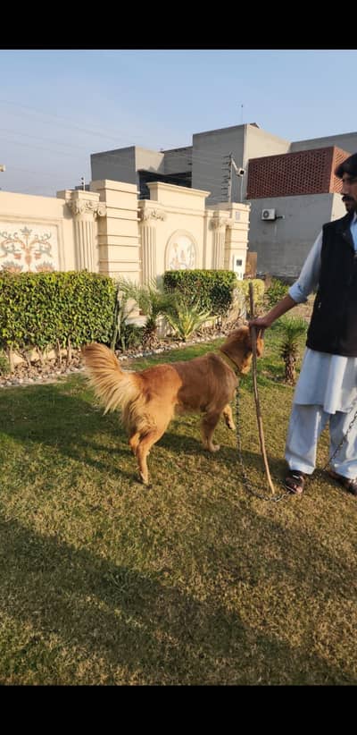 Golden retriever Bitch