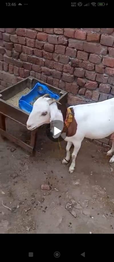 u sa 6 dant ha 1 months k cross ha what app num 03236501245 cl video 5
