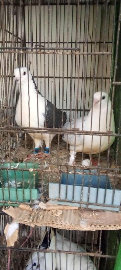 quality piegon pair for sale num only for watssapp 03422956864