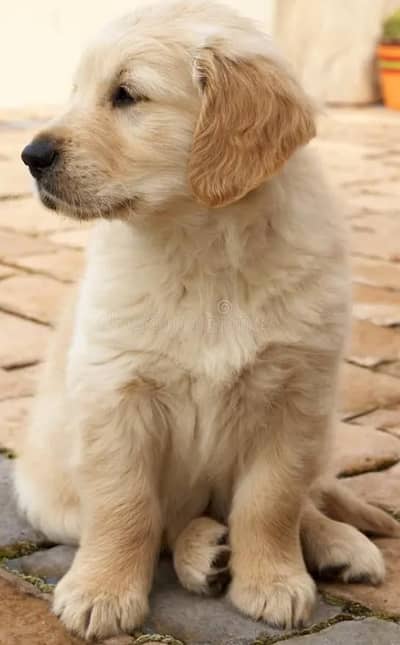 Golden Retriever  puppy for sale
