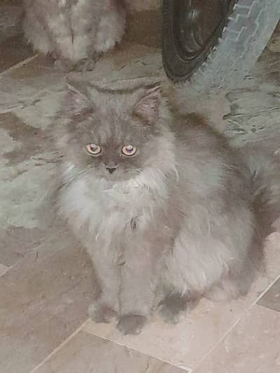 Cats for sale