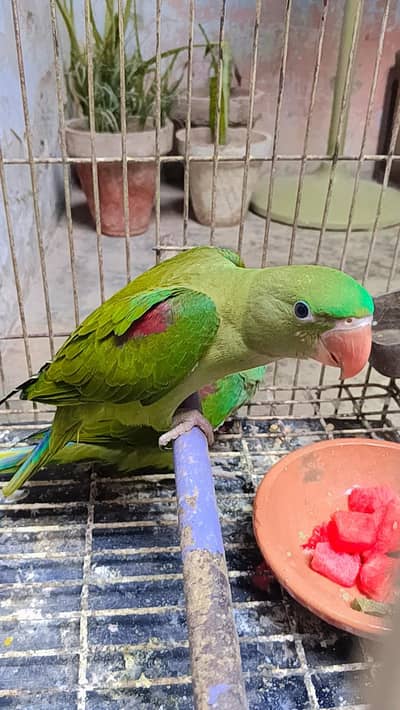 tame self  pair cocktail parrot