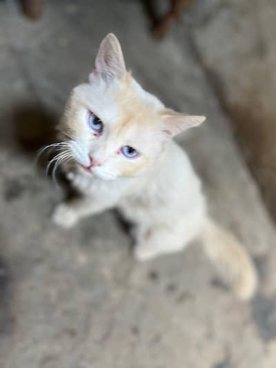 male cat