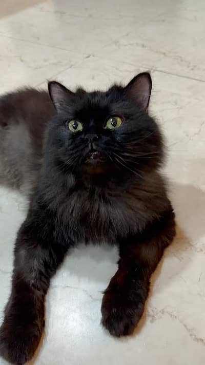 Black punch Fave persian cat