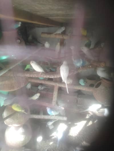 budgies,cocktail,fisher,pide dove breeder pairs available hain