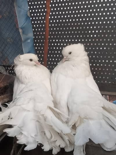 Special Offer American Faintail Pair With 2 Chicks