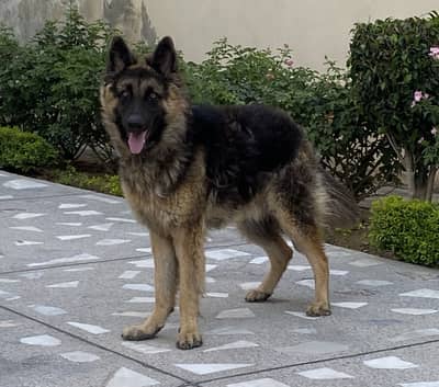 Geeman Shephered Male Dog