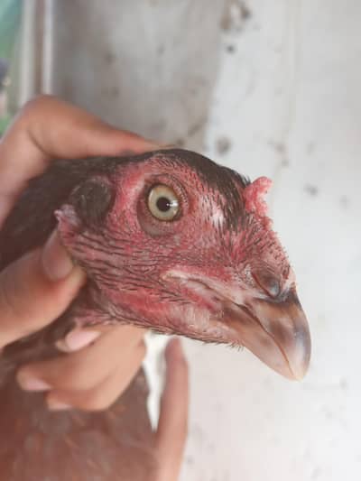 healthy and active female