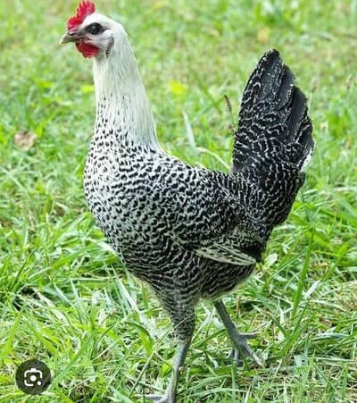 fyumi misri golden desi hen murgi Pathia chuza 2months available