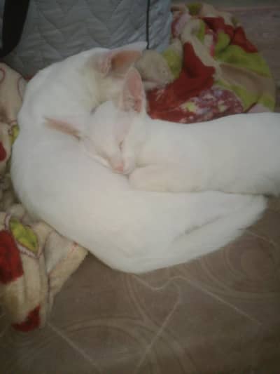White Male & Female Cats 4 Months Old