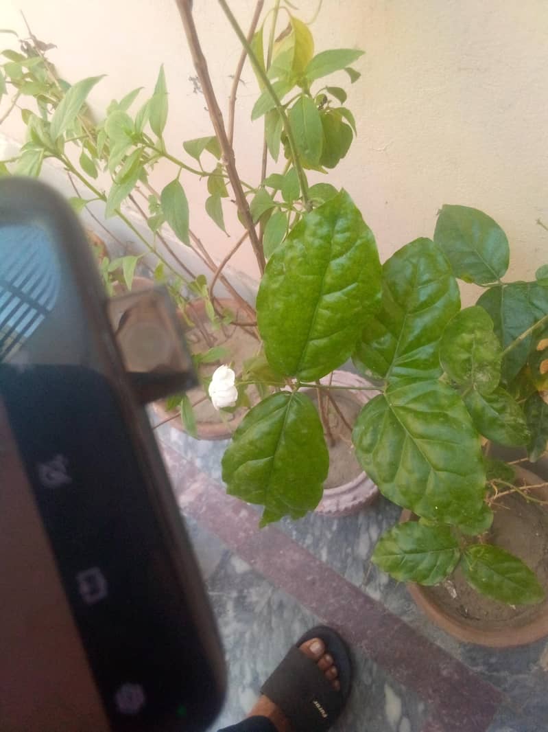 One Plus 7T Pro 1