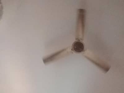 celling fan