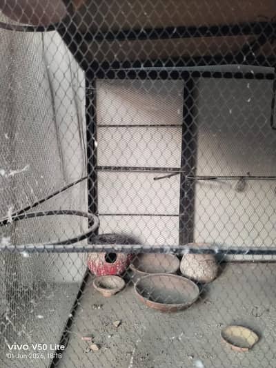 Hen / Perrots cage for sale