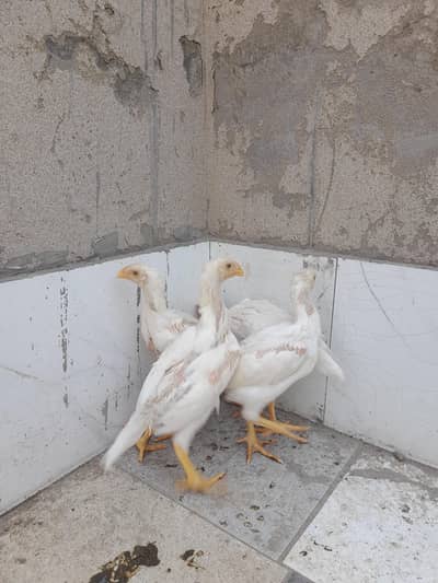 shamo chicks
