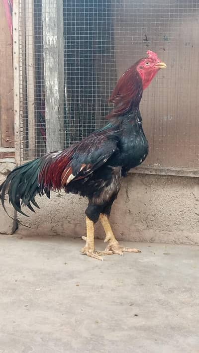 aseel breeder