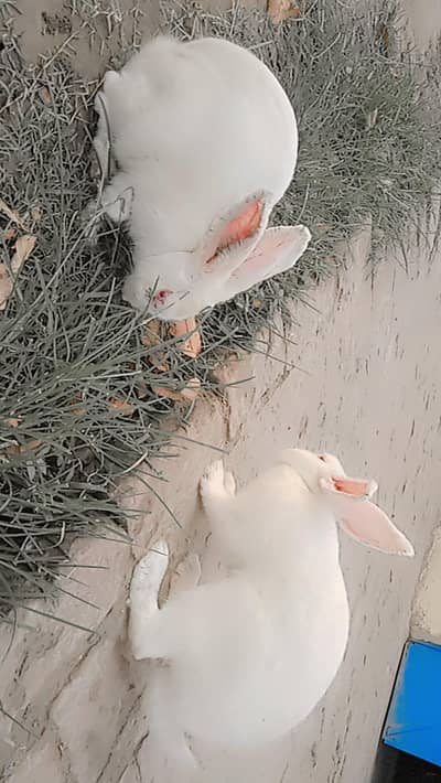 red eyes bleed pair