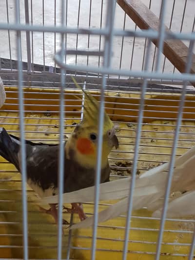 breeder pair n cage