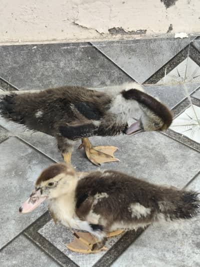 Muscovy Ducklings Pair