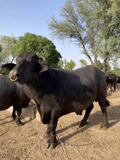 Male Buffallo Neeli raavi