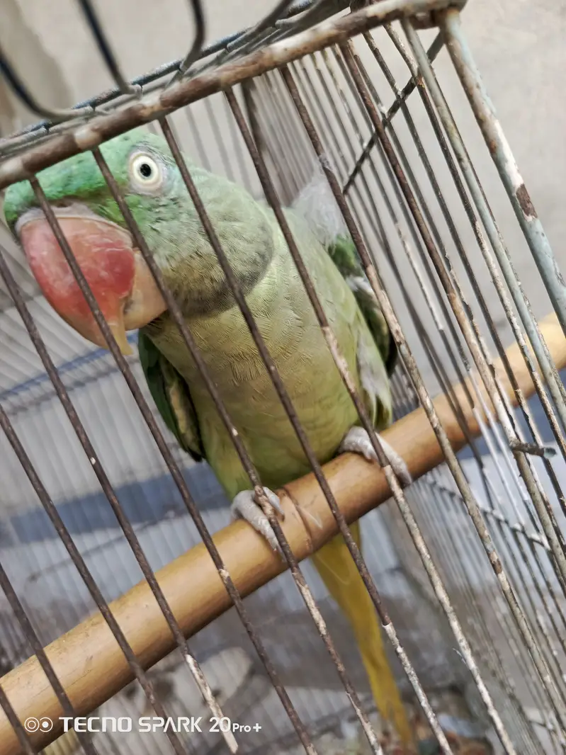 Raw breading pair for sale urgent price final 35000 — photo 2